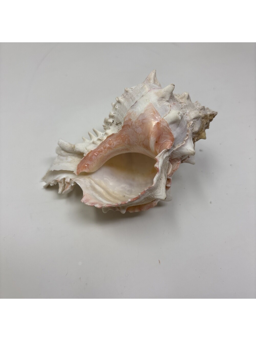 Large Murex Conch Seashell Rare Natural Pink White Spiky Ocean Beach Sea Shell